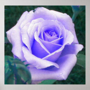 Lavender Ro Poster