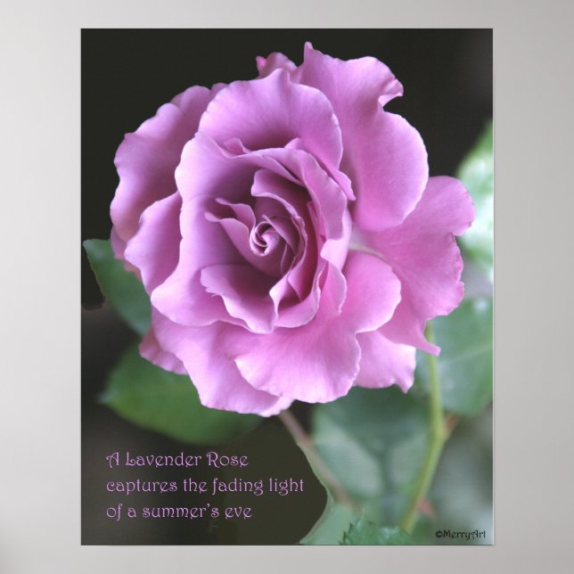 Lavender Ro Poster: RO & PROSE 16 x 20 Poster (Framsidan)