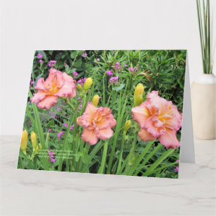 Lavender Rosa Dubbla Daylilies Kort