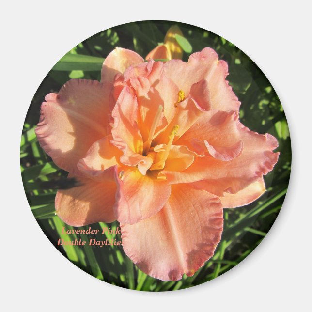 Lavender Rosa Dubbla Daylilies Magnet (Framsidan)