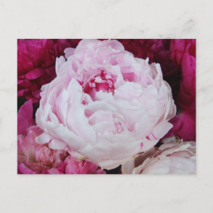Lavender Rosa Peony med Fuschia Peonies Vykort