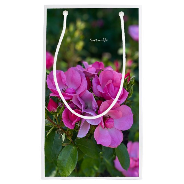 Lavender Rosa ros (Framsidan)