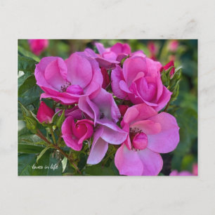 Lavender Rosa ros Vykort