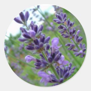 Lavender Runt Klistermärke