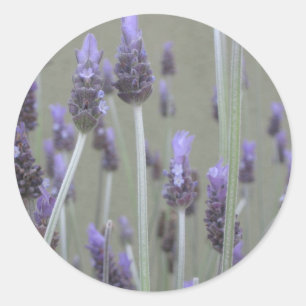 Lavender Runt Klistermärke