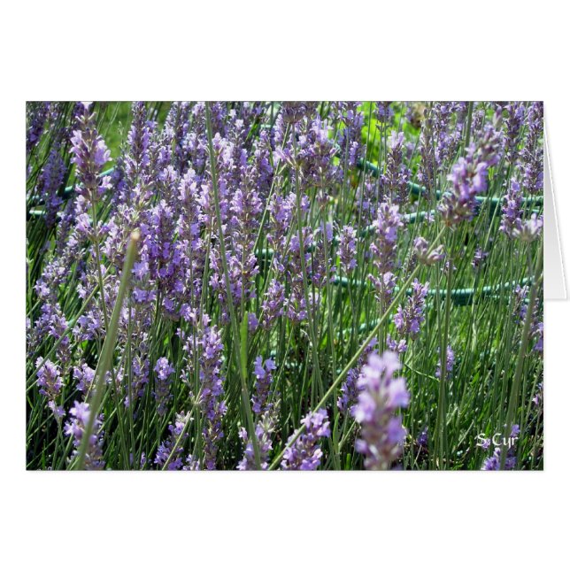 Lavender, S Cyr Hälsningskort (Framsidan Horizontal)