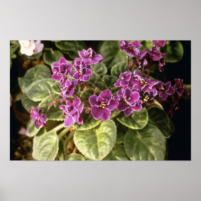 Lavender Saintpaulia 'Lila Choice' (African Viol) Poster (Framsidan)