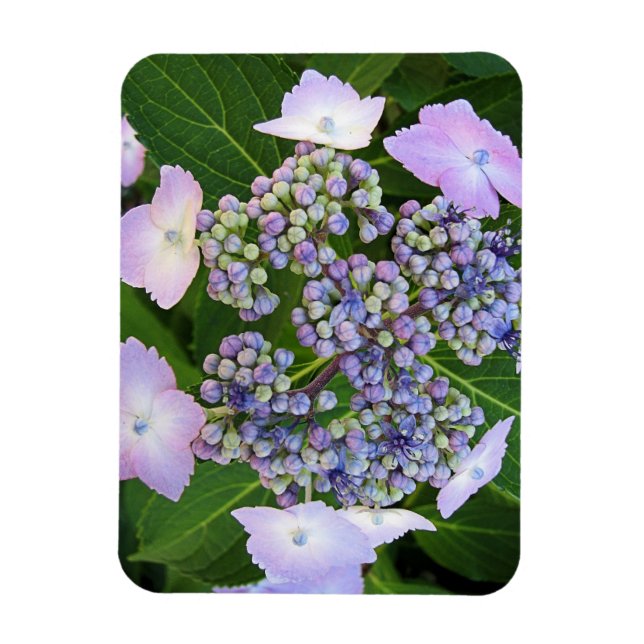 Lavender Snöre Cap Hydrangea Bloom Magnet (Vertikal)
