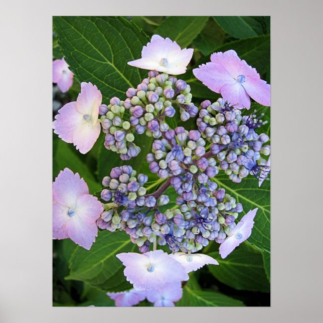 Lavender Snöre Cap Hydrangea Bloom Poster (Framsidan)