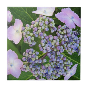 Lavender Snöre Cap Hydrangea Bloom Tile Kakelplatta