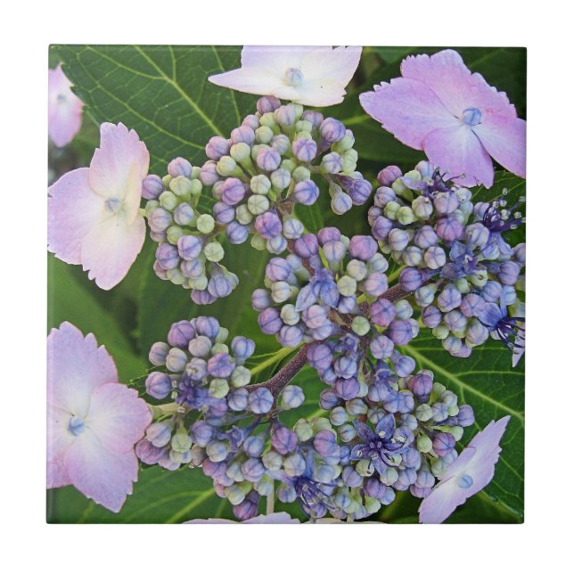Lavender Snöre Cap Hydrangea Bloom Tile Kakelplatta (Framsidan)