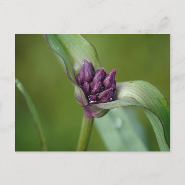 Lavender Spiderwort Flower vycard Vykort (Framsida)
