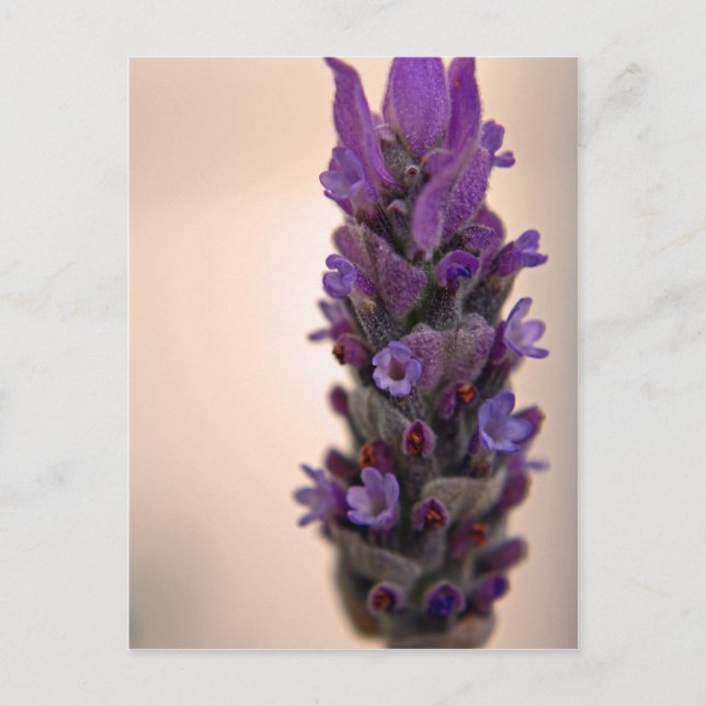 Lavender Sprig Vykort (Framsida)