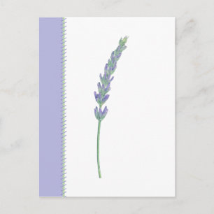 Lavender Sprig vykort
