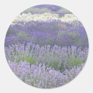Lavender Sticker Runt Klistermärke