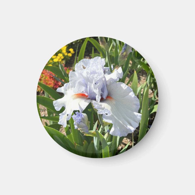 Lavender Tall Bearded Iris Magnet (Framsidan)