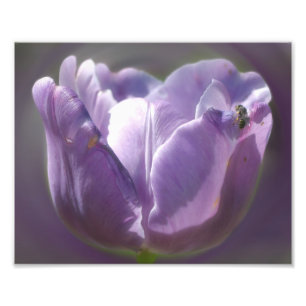 Lavender Tulip med tunt bi 8 x 10 Fototryck