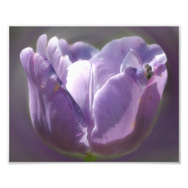 Lavender Tulip med tunt bi 8 x 10 Fototryck (Framsidan)