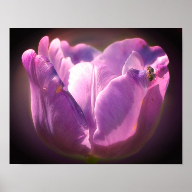 Lavender Tulip med tunt bi nära varandra Poster (Framsidan)