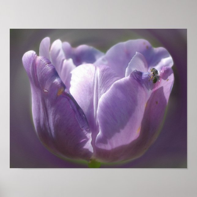 Lavender Tulip med tunt bi Poster (Framsidan)