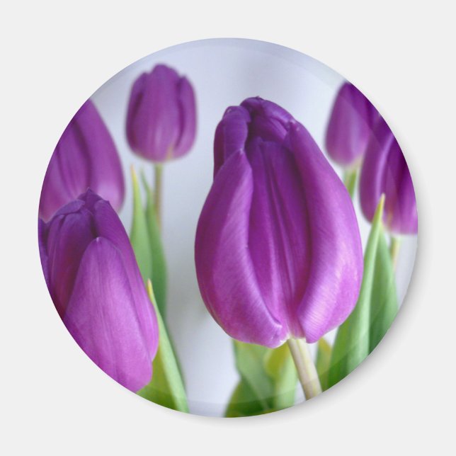 Lavender Tulips Magnet (Framsidan)
