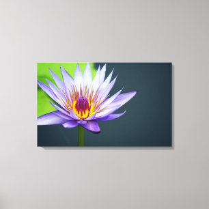 Lavender Vatten Lily Canvastryck