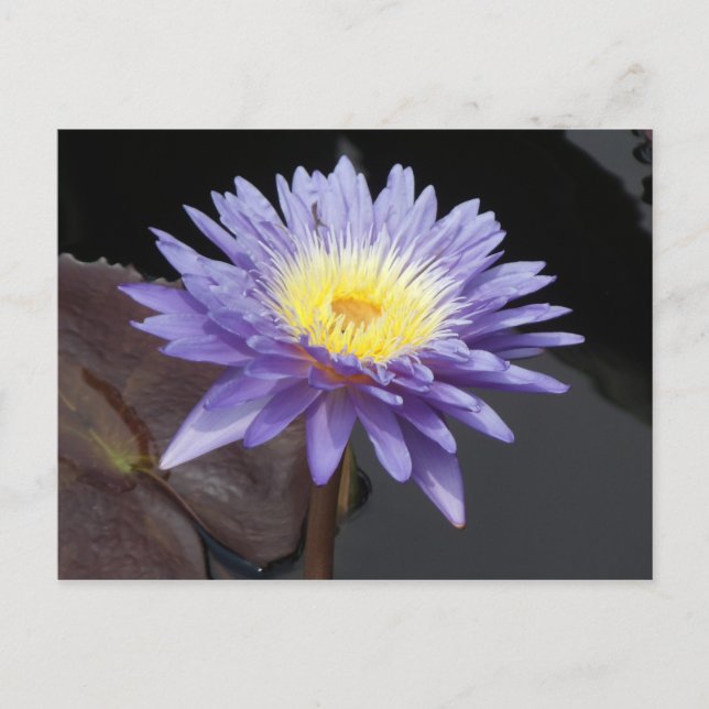 Lavender Vatten Lily Vykort (Framsida)