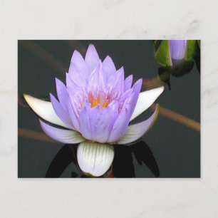Lavender Vatten Lily Vykort