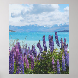 lavender vid sjö-kusten poster