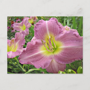 Lavender Vista Daylily Vykort