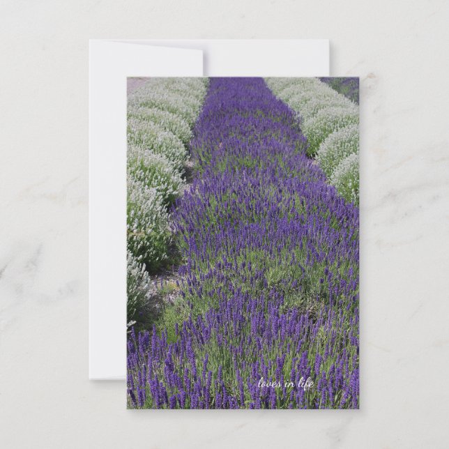 Lavender & vita rader anteckningskort (Framsida)