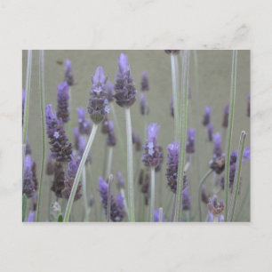 Lavender Vykort