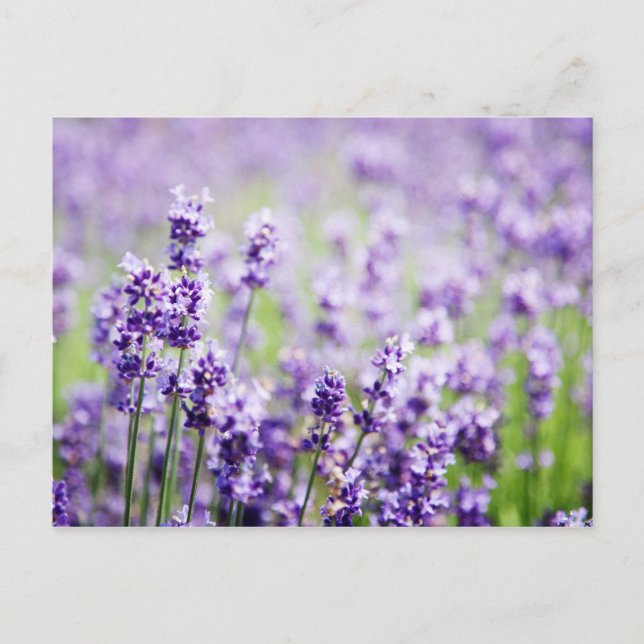 Lavender Vykort (Framsida)