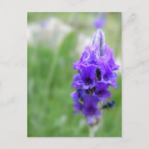 Lavender Vykort