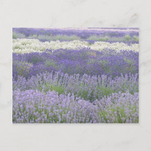 Lavender-vykort Vykort