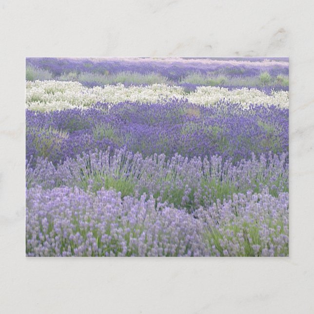 Lavender-vykort Vykort (Framsida)