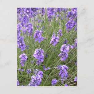 Lavender-vykort Vykort