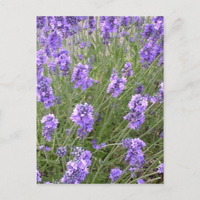 Lavender-vykort Vykort (Framsida)
