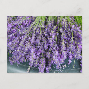 Lavender-vykort Vykort
