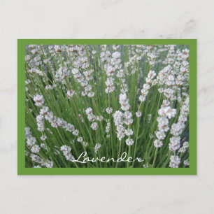 Lavender-vykort Vykort