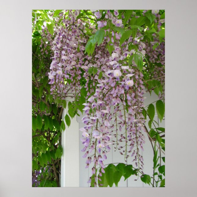Lavender Wisteria ~ print Poster (Framsidan)
