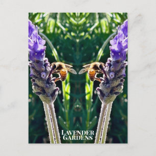 Lavendern & Biet Vykort