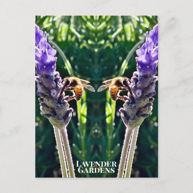 Lavendern & Biet Vykort (Framsida)