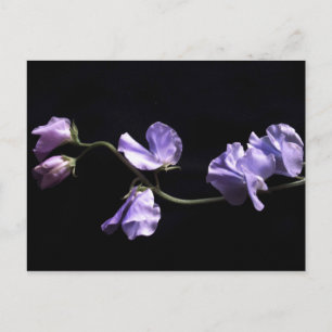 lavenders vykort