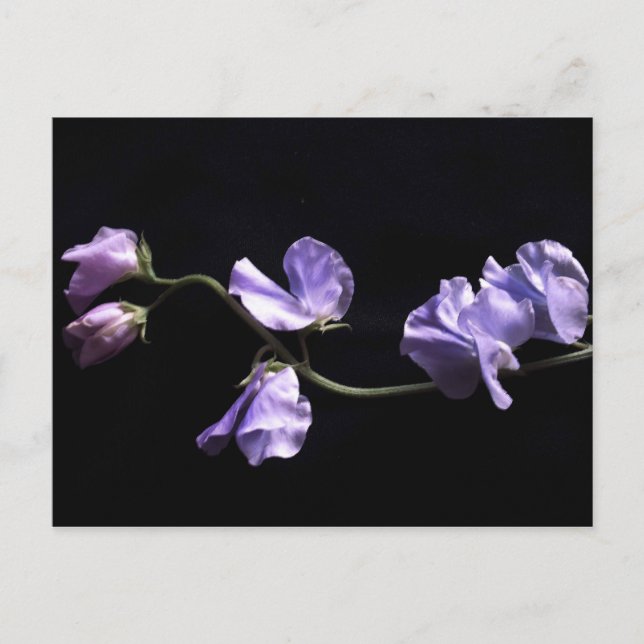 lavenders vykort (Framsida)