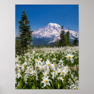 Lavinliljor och Mount Rainier 2 Poster