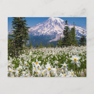 Lavinliljor och Mount Rainier 2 Vykort