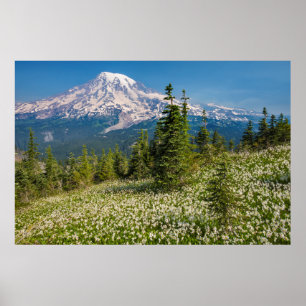 Lavinliljor och Mount Rainier Poster