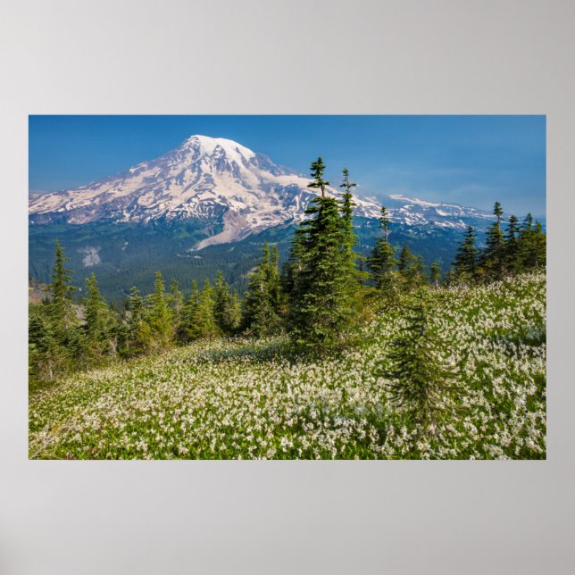 Lavinliljor och Mount Rainier Poster (Framsidan)