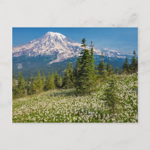Lavinliljor och Mount Rainier Vykort